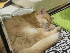 -babydoll猫舍·米努特·德文·缅因(久光中心店)