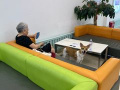 -北京观赏动物医院·24小时大型综合·猫专科·异宠专科