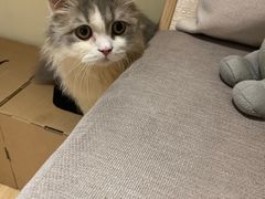 -猫和宫(六道口店)
