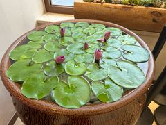 -第六季自助餐厅(甜水园店)