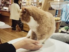 -滚猫咖啡·猫咖·猫友好撸猫(未来城店)