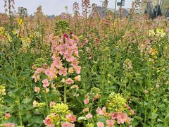 -中国天府农业博览园