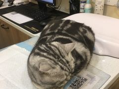 -萌兽医馆·犬猫专科·眼科中心·宠物医院(朝阳门分院)