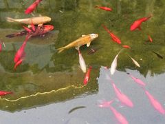 -中苑海韵
