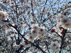 -香雪海