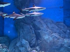 -贝林大翅鲸简餐厅(国家海洋博物馆店)