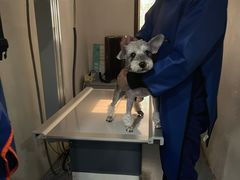 -伟伟宠物医院·CT影像中心·瑞派犬猫综合性门诊(汉口总院)