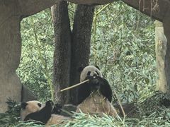 -中国大熊猫保护研究中心雅安碧峰峡基地