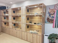 -猫十亿·布偶金渐层·曼基康矮脚猫舍(青年路店)