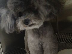 -佳雯宠物医院·皮肤科·内外科(春晓路分院)