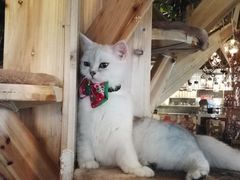 -共舞时光猫咖·狗咖(新街口店)