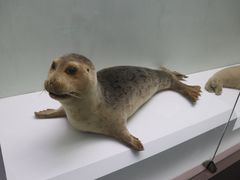 -国家自然博物馆