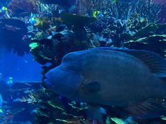 -迪拜帆船酒店海底餐厅