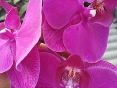 -西部兰花园生态园