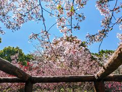 -南汇桃花村