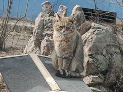 -青藏高原野生动物园