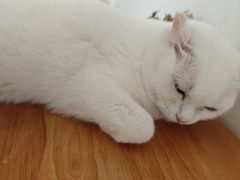 -有猫主题·治愈系猫咖(曾厝垵店)