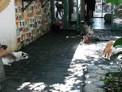 -喵屿·大理花园猫咖