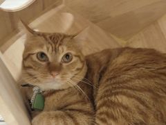 -楼上猫咖(罗湖店)