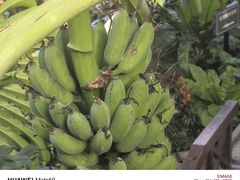 -北京植物园-展览温室