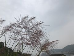 -枸杞岛