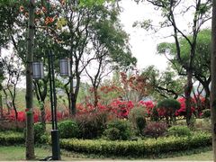 -顺峰山公园