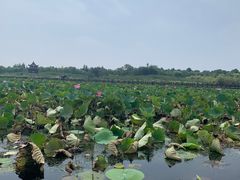 -上海海湾国家森林公园