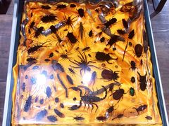 -陕西自然博物馆