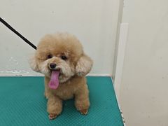 -芭比堂宠物医院·全科爱猫医院·仁德分院