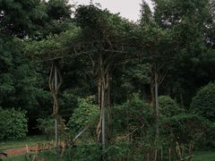-东莞植物园