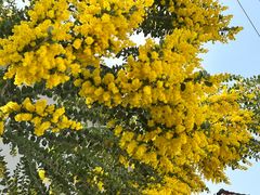 -三圣花乡旅游区