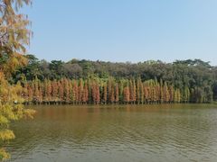 -三水森林公园
