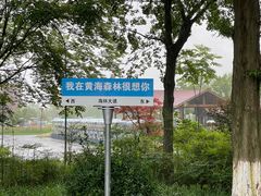 -黄海国家森林公园