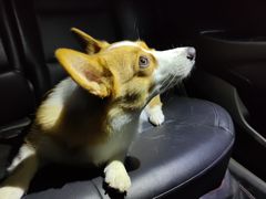 -宠福鑫康馨动物医院·骨科·眼科