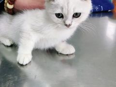 -小叮当动物医院·骨科·眼科