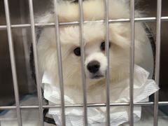 -博特宠物医院24h犬猫全科.骨科·异宠