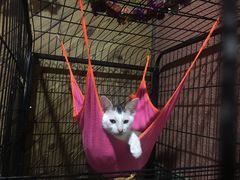 -梵猫·轻客栈(大理古城北门店)