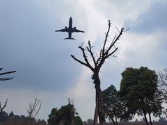 -空港花田景区