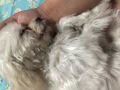 -A猫a狗全科·犬猫异宠·芥西宠物医院(南开总院)