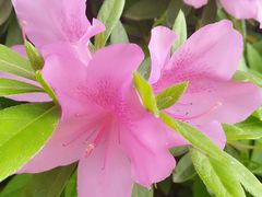 -桃花岛景观公园