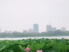 -莲花池公园