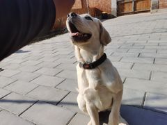 -北京京卫宠物寄养训练中心