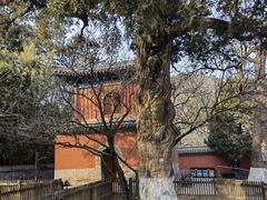 -大觉寺-停车场