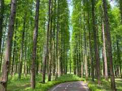 -黄海国家森林公园