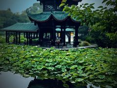 -桂湖森林公园