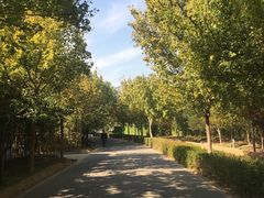 -大兴滨河森林公园