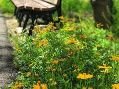 -上海长兴岛郊野公园