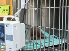 -派美特宠物医院·核磁CT·骨科肿瘤·疑难转诊(沈农禾丰店)
