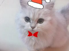 -猫大福·Fortune Cat猫舍(百子湾店)