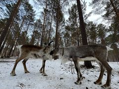 -北极村旅游风景区